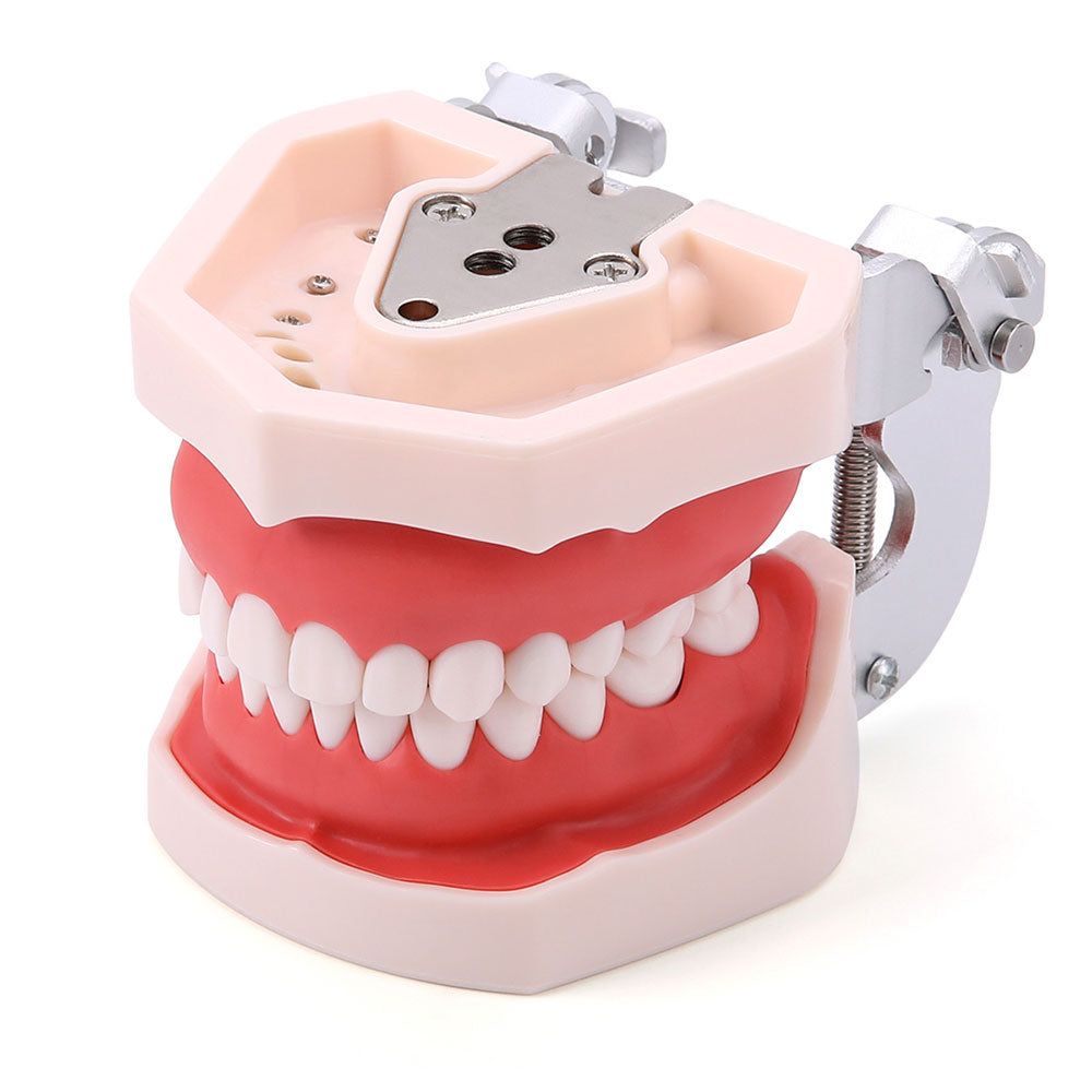 Dental Resin Training Typodont Teeth Model 28 Permanent Teeth with Removable Teeth
