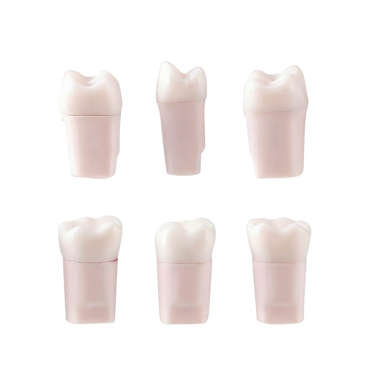 Dental Endo Teeth Model White Root Canal Practice Block RCT Study Training Teaching 5Pcs/Set - azdentall.com