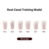 Dental Endo Teeth Model White Root Canal Practice Block RCT Study Training Teaching 5Pcs/Set - azdentall.com