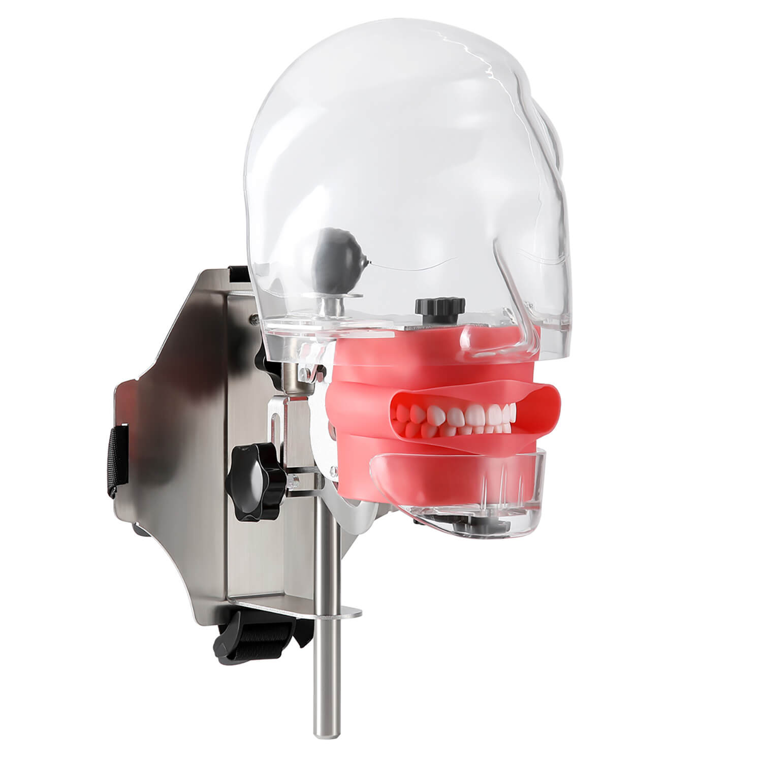 Dental Simulation Mannequin Teaching Head Model with Adjustable Straps - azdentall.com