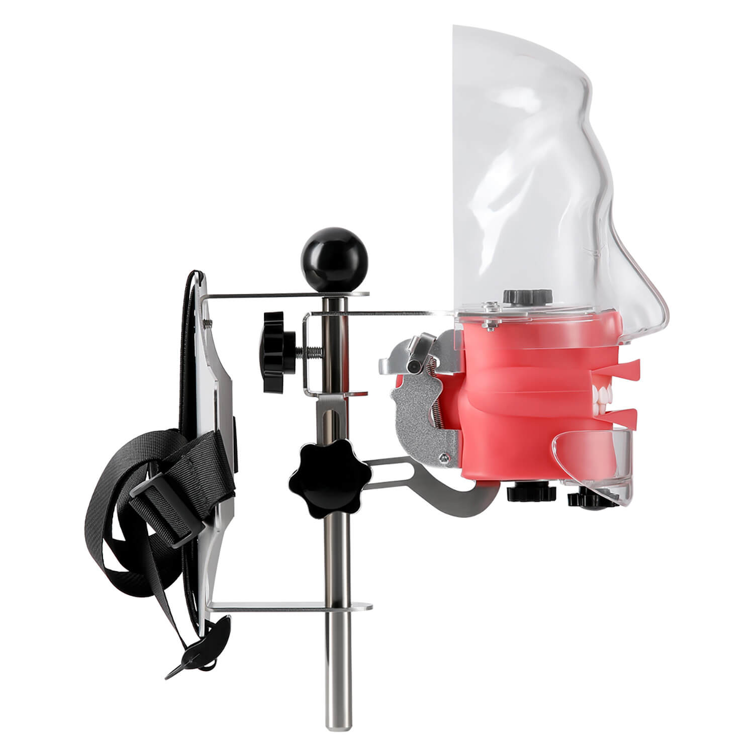 Dental Simulation Mannequin Teaching Head Model with Adjustable Straps - azdentall.com