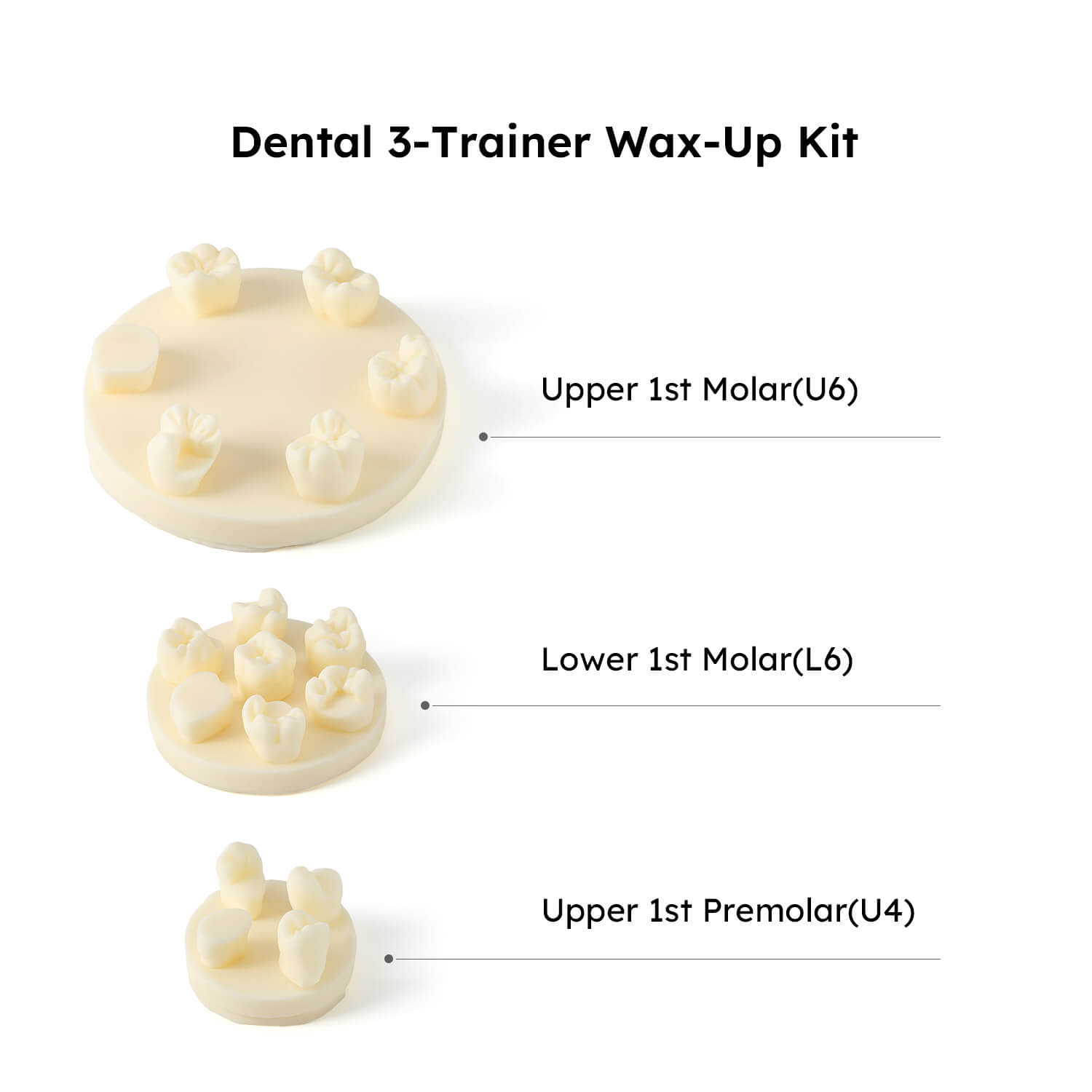 Dental Tooth Morphology Practice Model Gypsum/Resin Model Wax Up U6/L6/U4 Positions Training Kit - azdentall.com