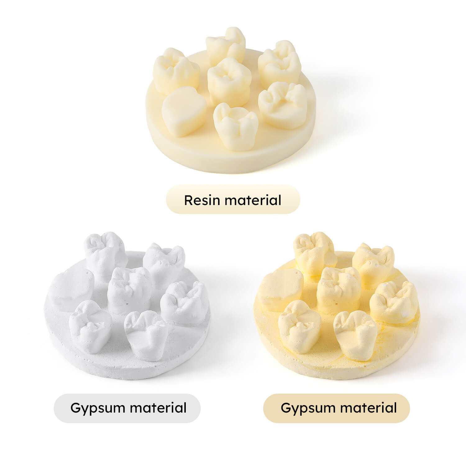 Dental Tooth Morphology Practice Model Gypsum/Resin Model Wax Up U6/L6/U4 Positions Training Kit - azdentall.com