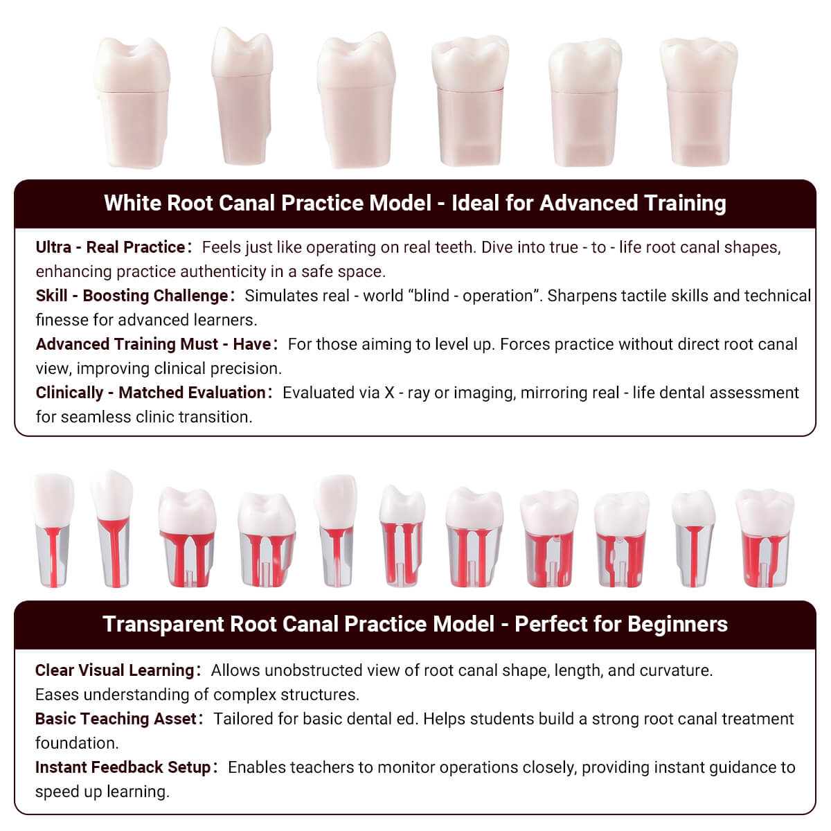 Dental Endo Teeth Model White Root Canal Practice Block RCT Study Training Teaching 5Pcs/Set - azdentall.com