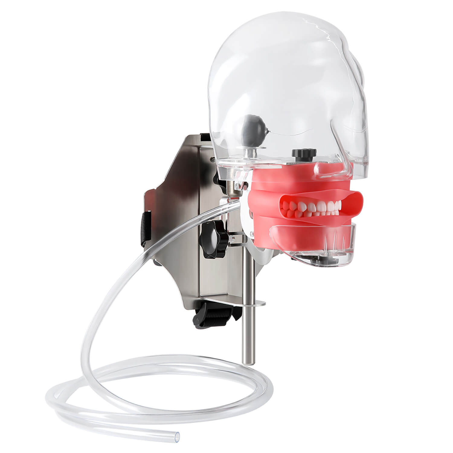 Dental Simulation Mannequin Teaching Head Model with Adjustable Straps - azdentall.com