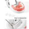 Dental Resin Training Typodont Teeth Model 24 Primary Teeth with Removable Teeth - azdentall.com