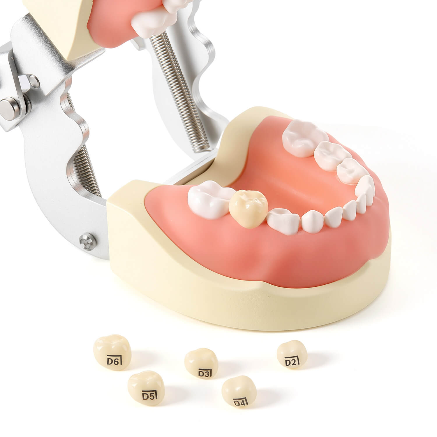 48 Sizes Dental Zirconia Crowns for Kids Posterior Teeth Primary Molar Crowns 1pc/Box - azdentall.com