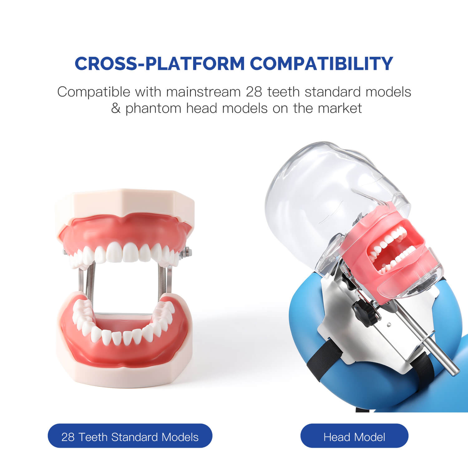 Dental RCT Root Canal Practice Model Endo Typodont Teeth 28pcs/Set - azdentall.com