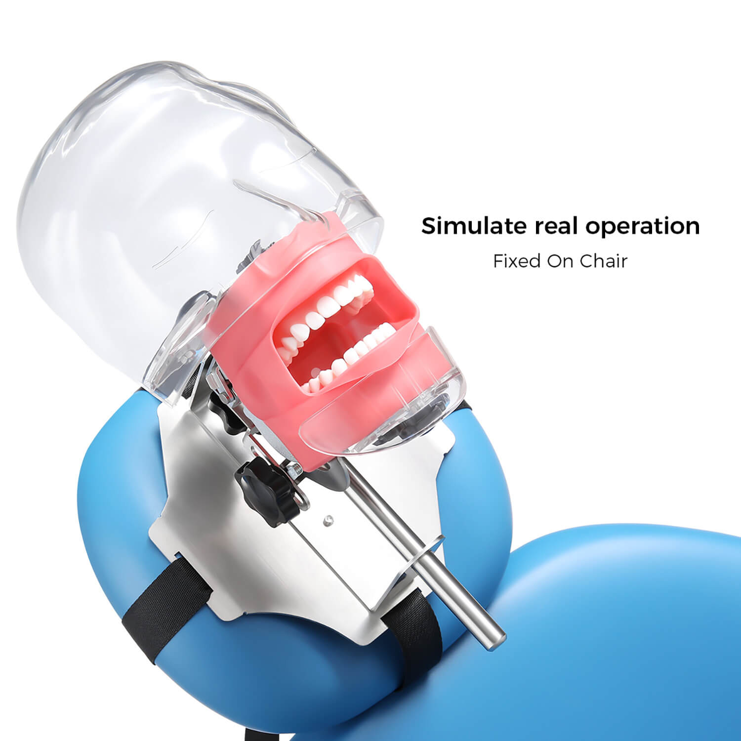 Dental Simulation Mannequin Teaching Head Model with Adjustable Straps - azdentall.com