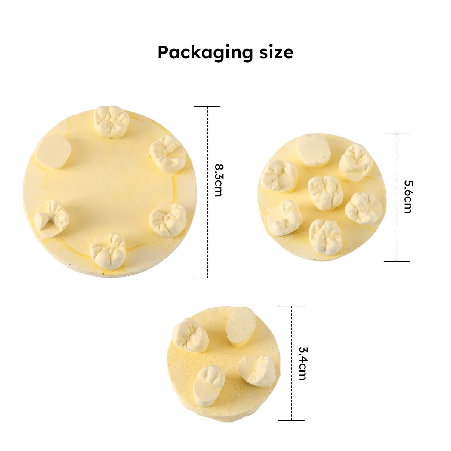 Dental Tooth Morphology Practice Model Gypsum/Resin Model Wax Up U6/L6/U4 Positions Training Kit - azdentall.com
