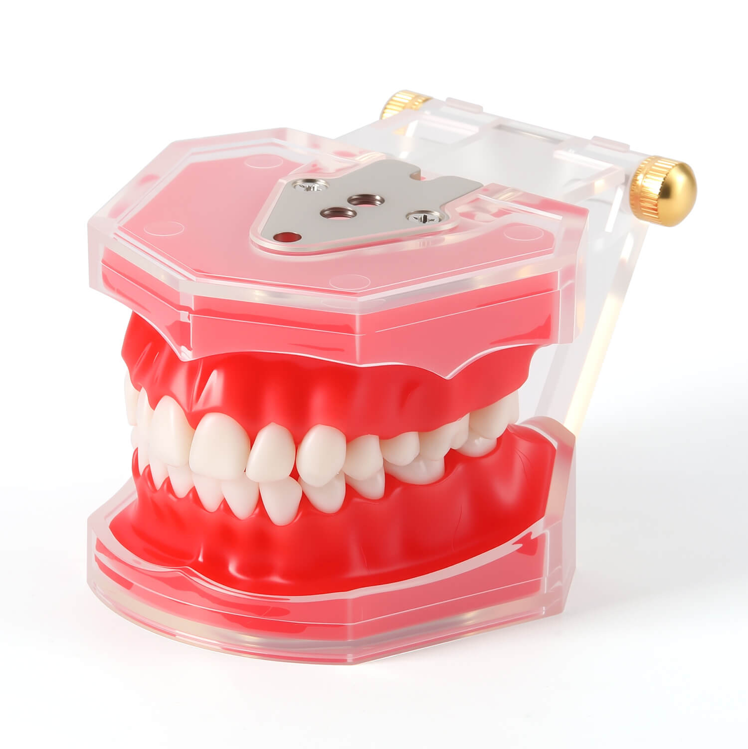 Dental Orthodontic Typodont Model - Implant & Denture Restoration Practice Model