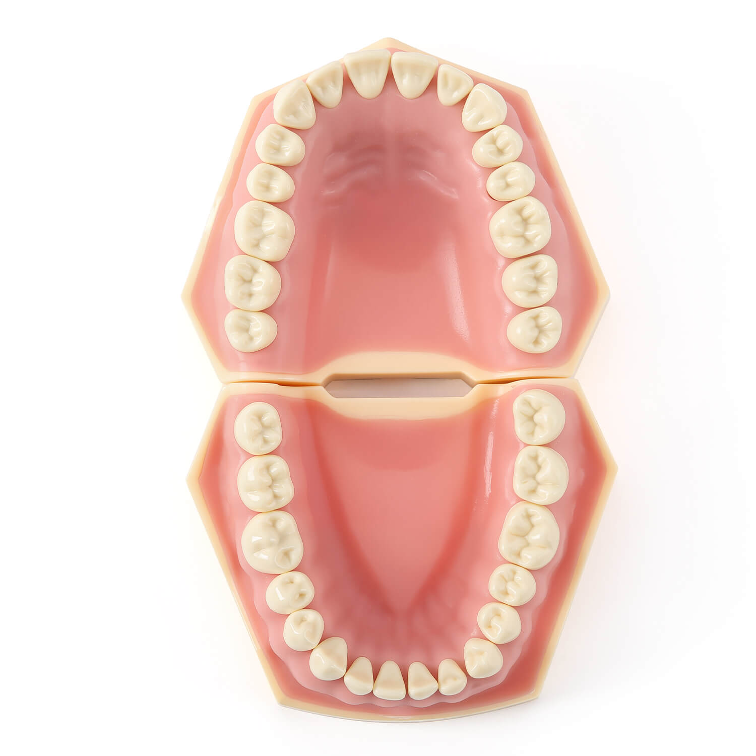 Dental Model Resin Typodont 32Pcs Removable Teeth Separate Type - azdentall.com