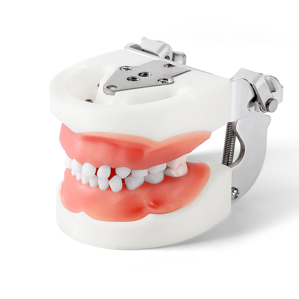 Dental Resin Training Typodont Teeth Model 24 Primary Teeth with Removable Teeth - azdentall.com