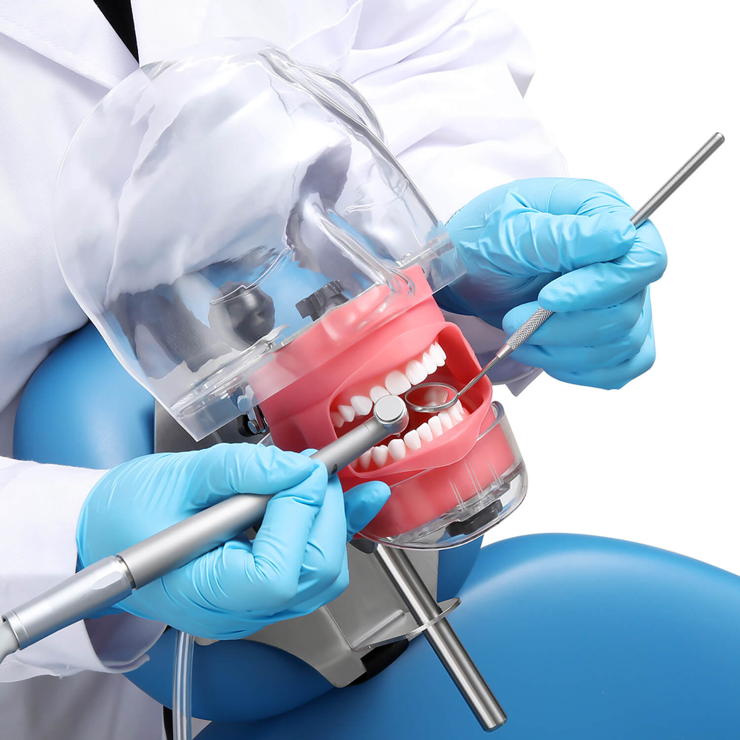 Dental Simulation Mannequin Teaching Head Model with Adjustable Straps - azdentall.com