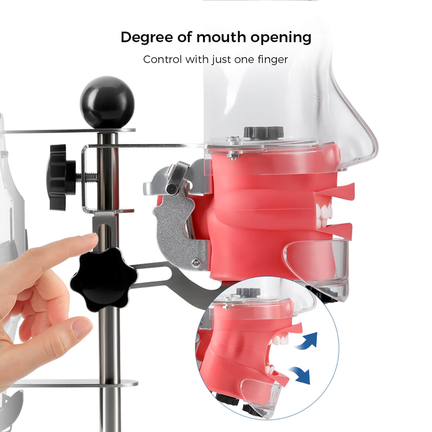 Dental Simulation Mannequin Teaching Head Model with Adjustable Straps - azdentall.com