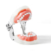 Dental Resin Training Typodont Teeth Model 24 Primary Teeth with Removable Teeth - azdentall.com