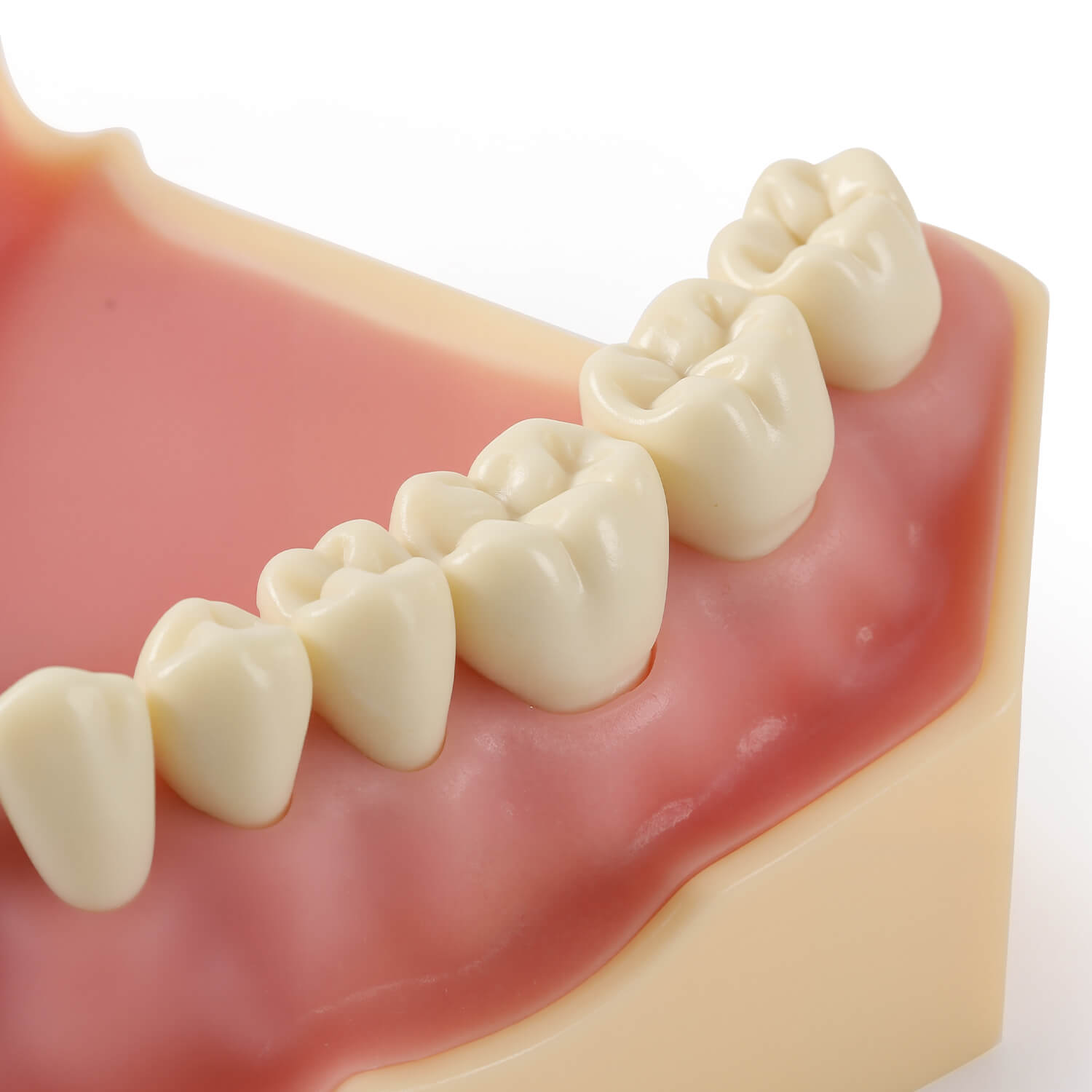 Dental Model Resin Typodont 32Pcs Removable Teeth Separate Type - azdentall.com