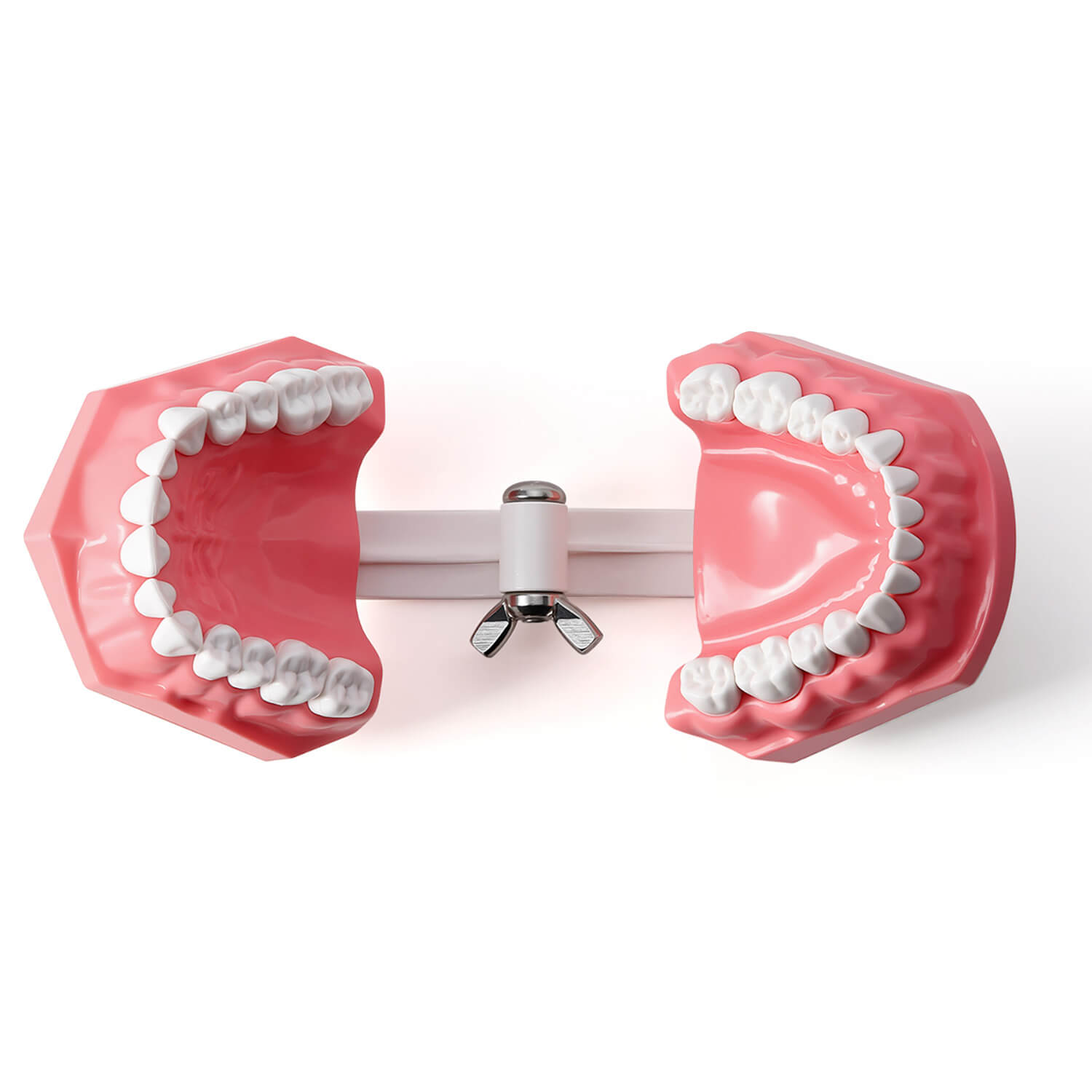 Dental 1:1 Standard /2 Times Teeth Model Brushing Flossing Practice Studying Teaching - azdentall.com