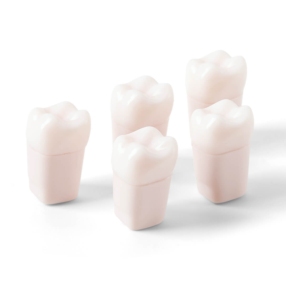 Dental Endo Teeth Model White Root Canal Practice Block RCT Study Training Teaching 5Pcs/Set - azdentall.com