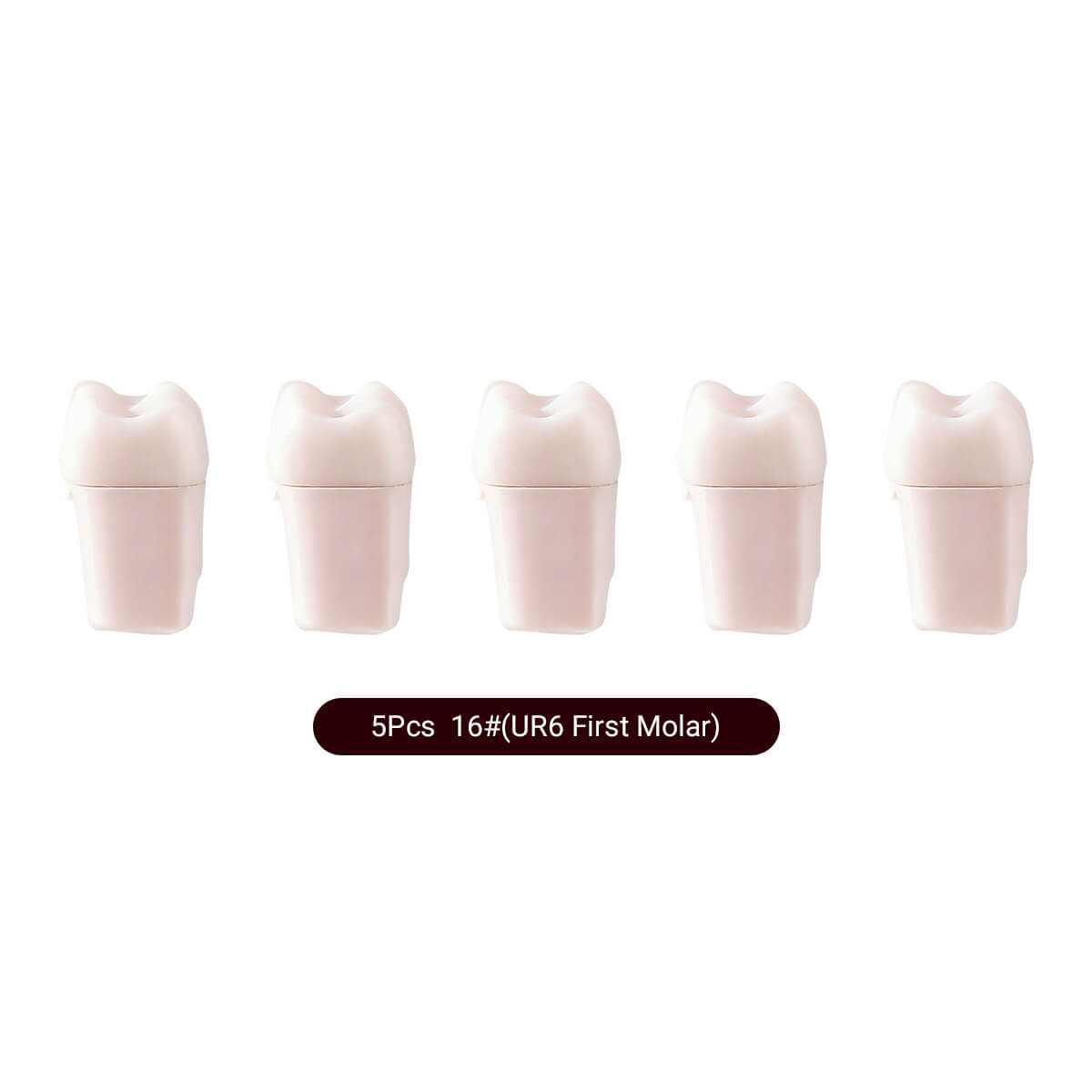 Dental Endo Teeth Model White Root Canal Practice Block RCT Study Training Teaching 5Pcs/Set - azdentall.com