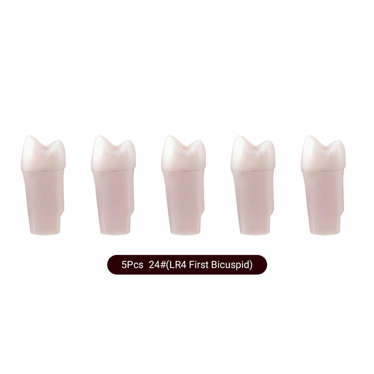 Dental Endo Teeth Model White Root Canal Practice Block RCT Study Training Teaching 5Pcs/Set - azdentall.com