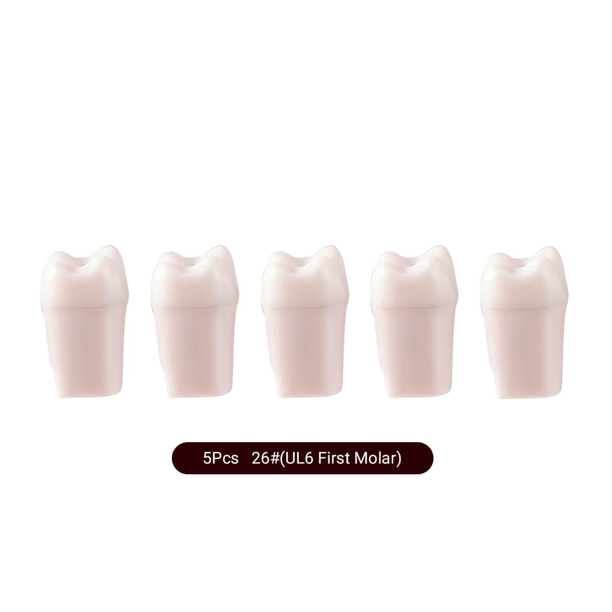 Dental Endo Teeth Model White Root Canal Practice Block RCT Study Training Teaching 5Pcs/Set - azdentall.com