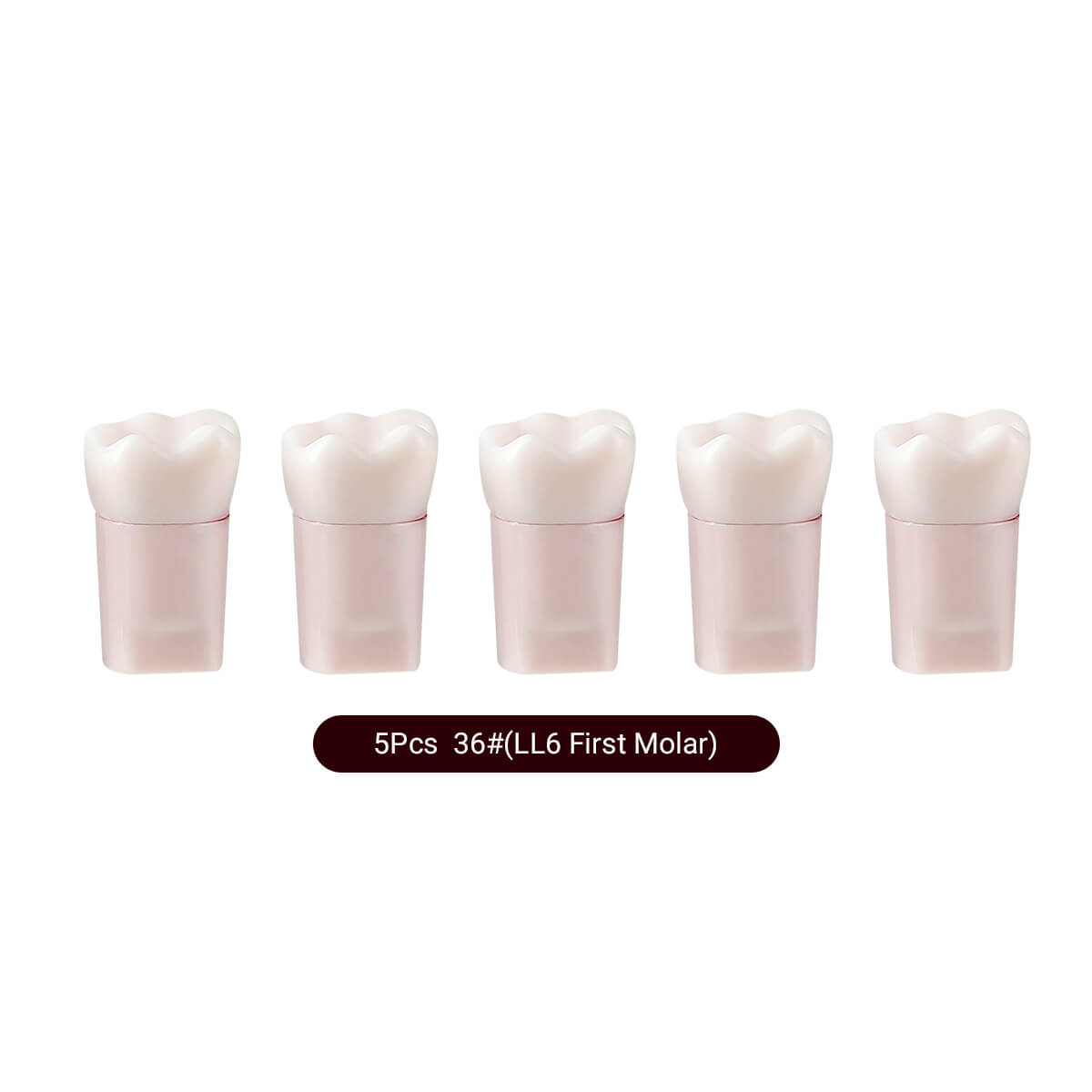 Dental Endo Teeth Model White Root Canal Practice Block RCT Study Training Teaching 5Pcs/Set - azdentall.com
