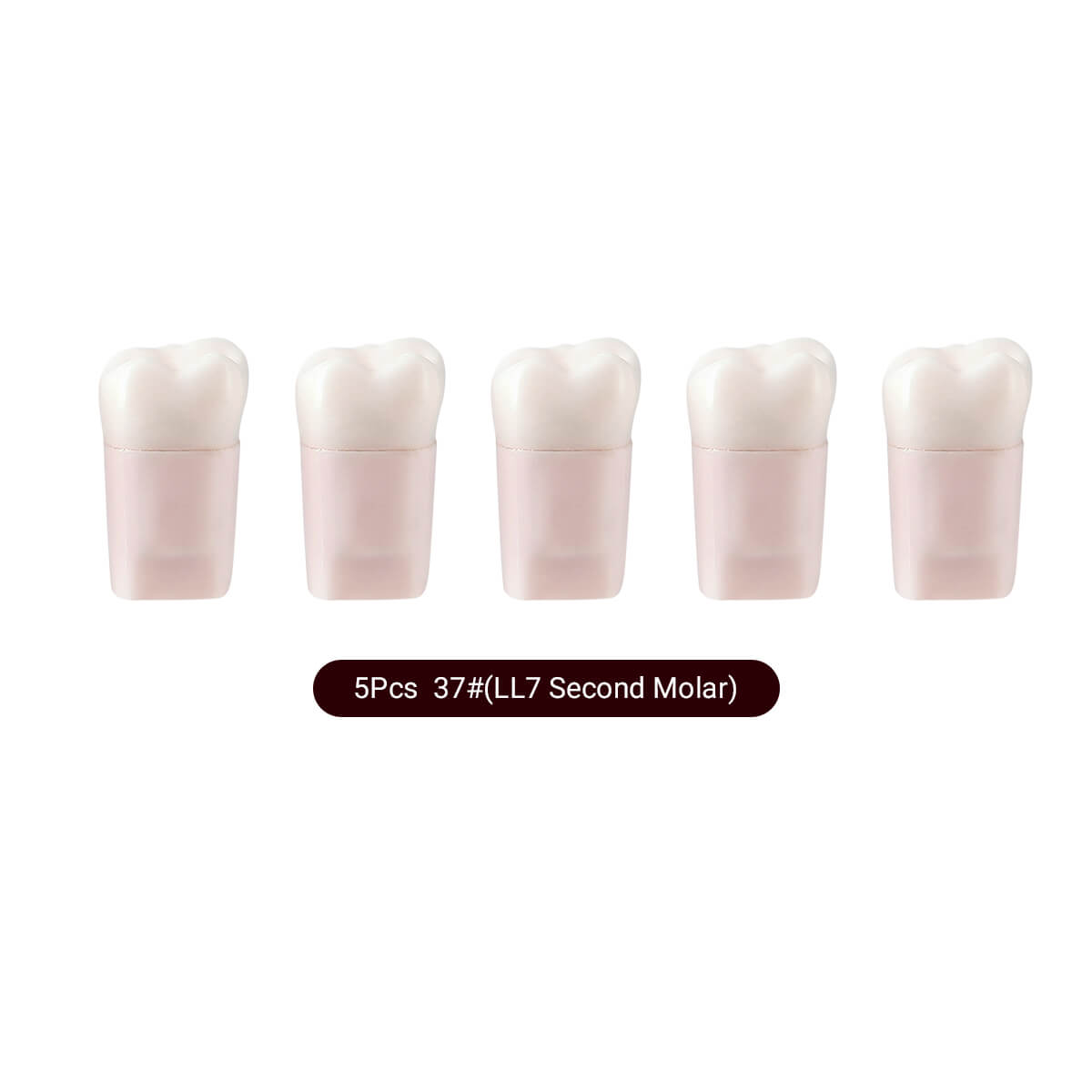 Dental Endo Teeth Model White Root Canal Practice Block RCT Study Training Teaching 5Pcs/Set - azdentall.com