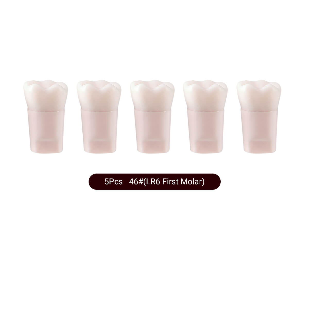 Dental Endo Teeth Model White Root Canal Practice Block RCT Study Training Teaching 5Pcs/Set - azdentall.com