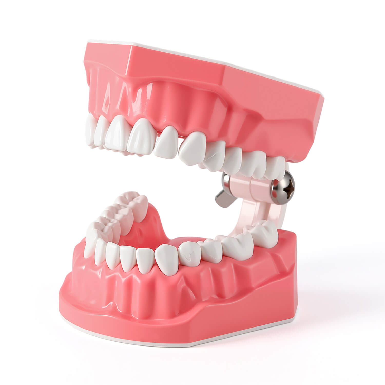 Mobestech Typodont Model - Oral Training Tooth Model For Students | Removable Teaching Tool | Melamine Resin Dental Practice | Buy Now With Express International Delivery