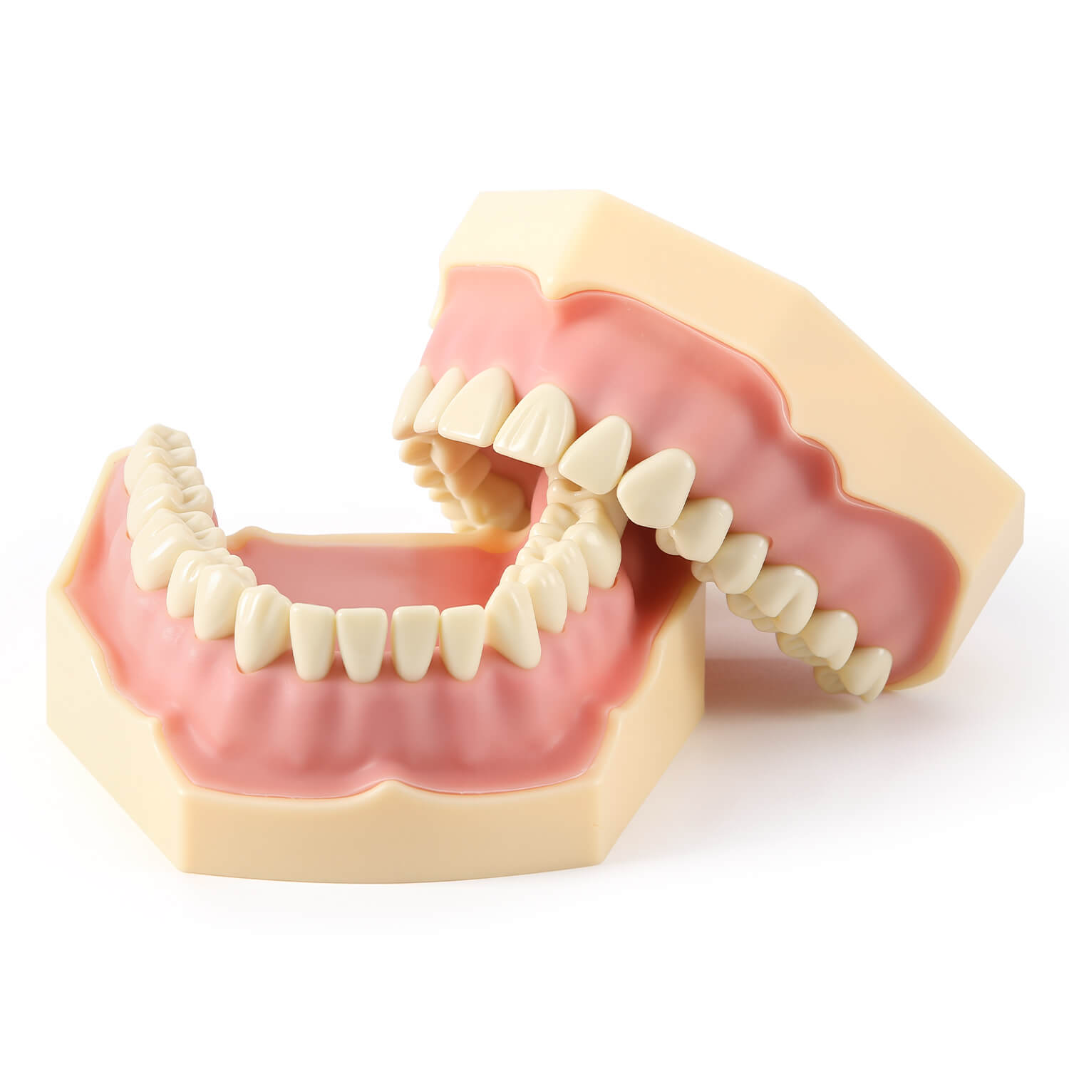 Dental Model Resin Typodont 32Pcs Removable Teeth Separate Type - azdentall.com