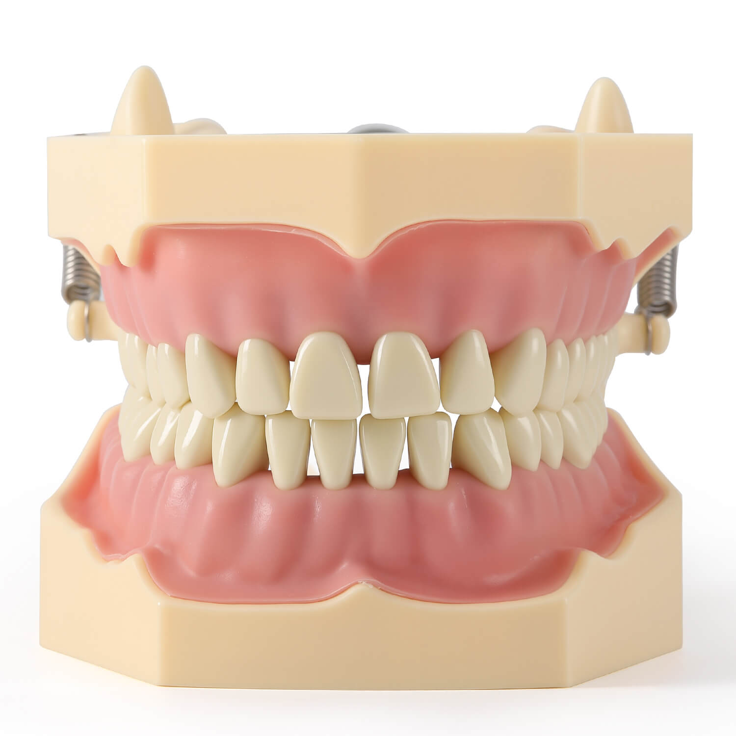 Dental Model Resin Typodont 32Pcs Removable Teeth Separate Type - azdentall.com