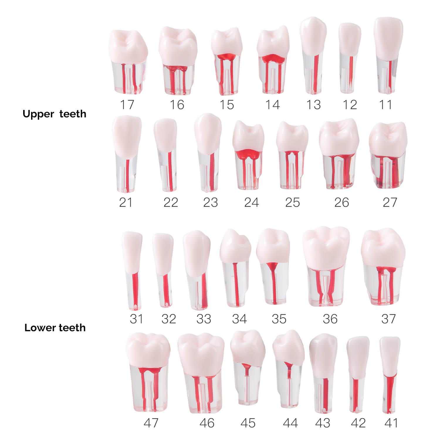 Dental RCT Root Canal Practice Model Endo Typodont Teeth 28pcs/Set - azdentall.com
