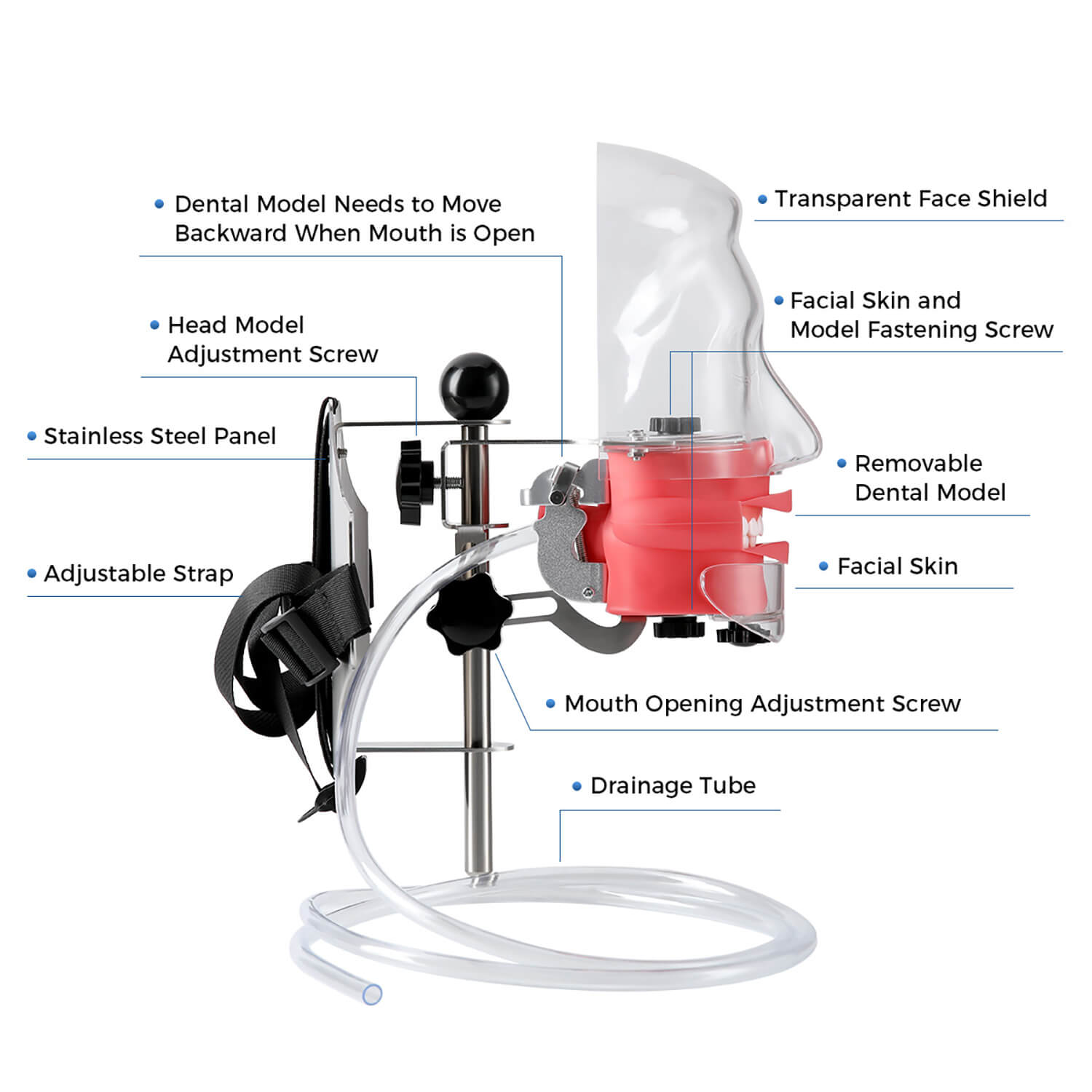 Dental Simulation Mannequin Teaching Head Model with Adjustable Straps - azdentall.com