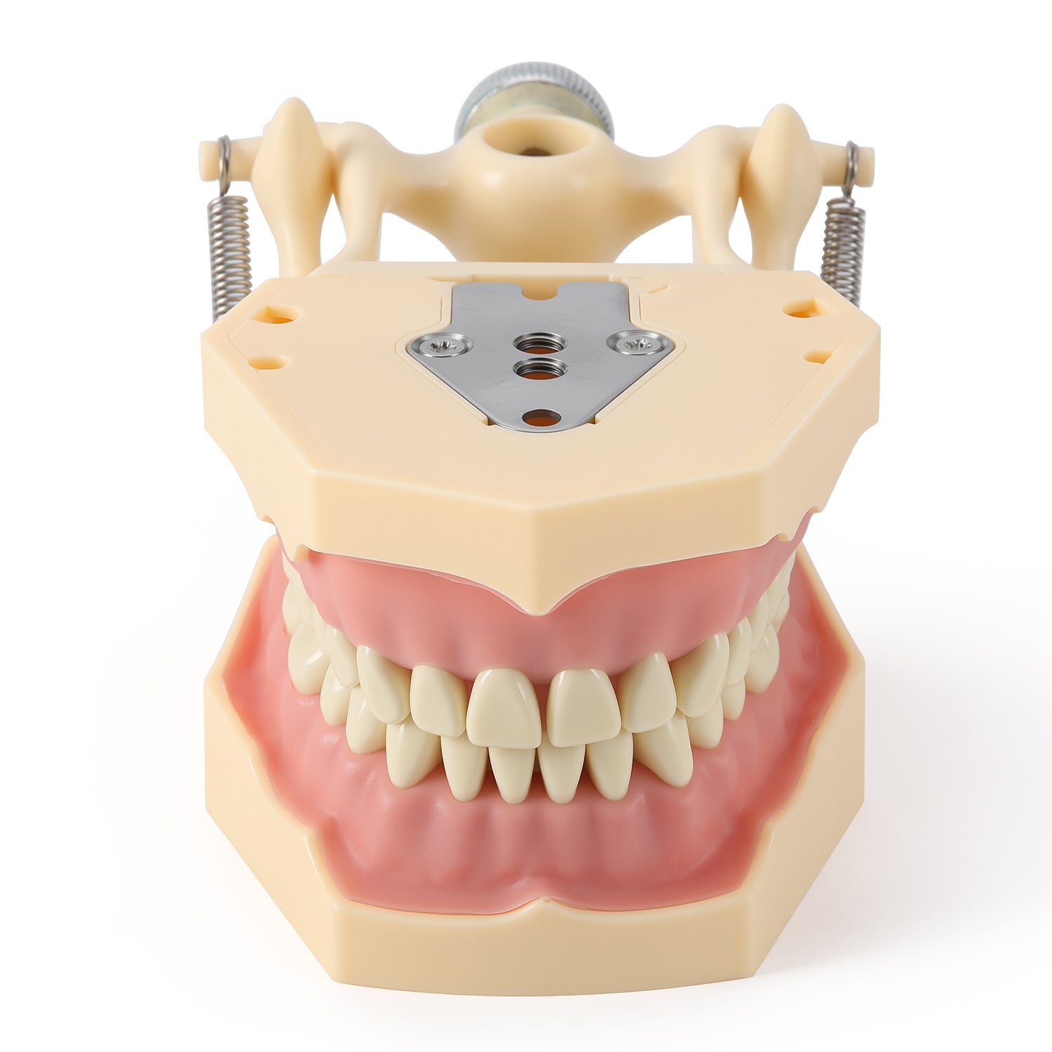 Dental Model Typodont 32Pcs Resin Removable Teeth Articulator‑mountable Type - azdentall.com