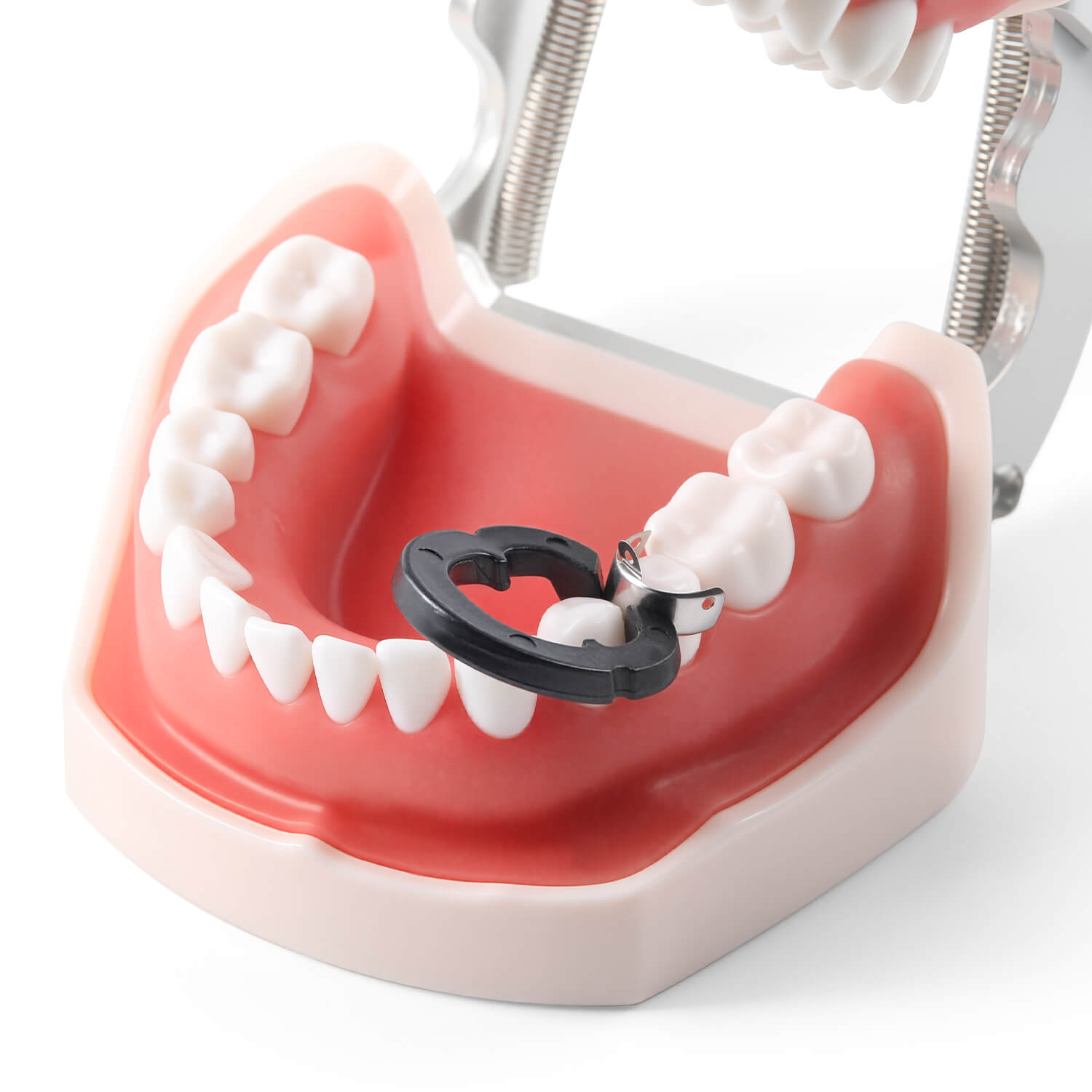 Dental F3 Bean Paste Matrix Set 30Pcs M4 Matrix Bands and 2Pcs R3 Matrix Rings - azdentall.com