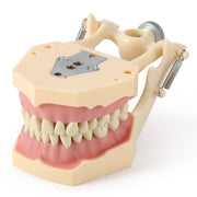 Dental Model Typodont 32Pcs Resin Removable Teeth Articulator‑mountable Type - azdentall.com