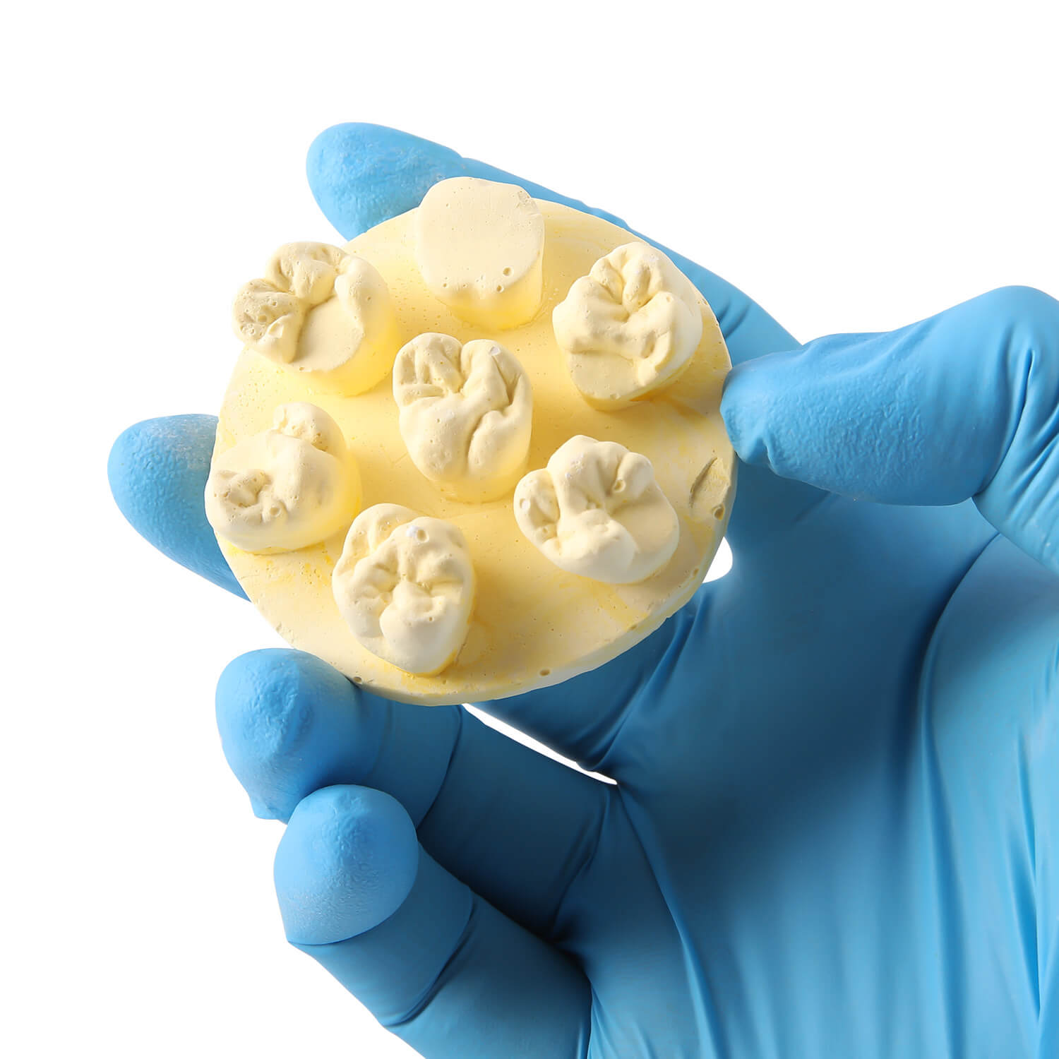 Dental Tooth Morphology Practice Model Gypsum/Resin Model Wax Up U6/L6/U4 Positions Training Kit - azdentall.com