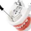 Dental Resin Training Typodont Teeth Model 24 Primary Teeth with Removable Teeth - azdentall.com