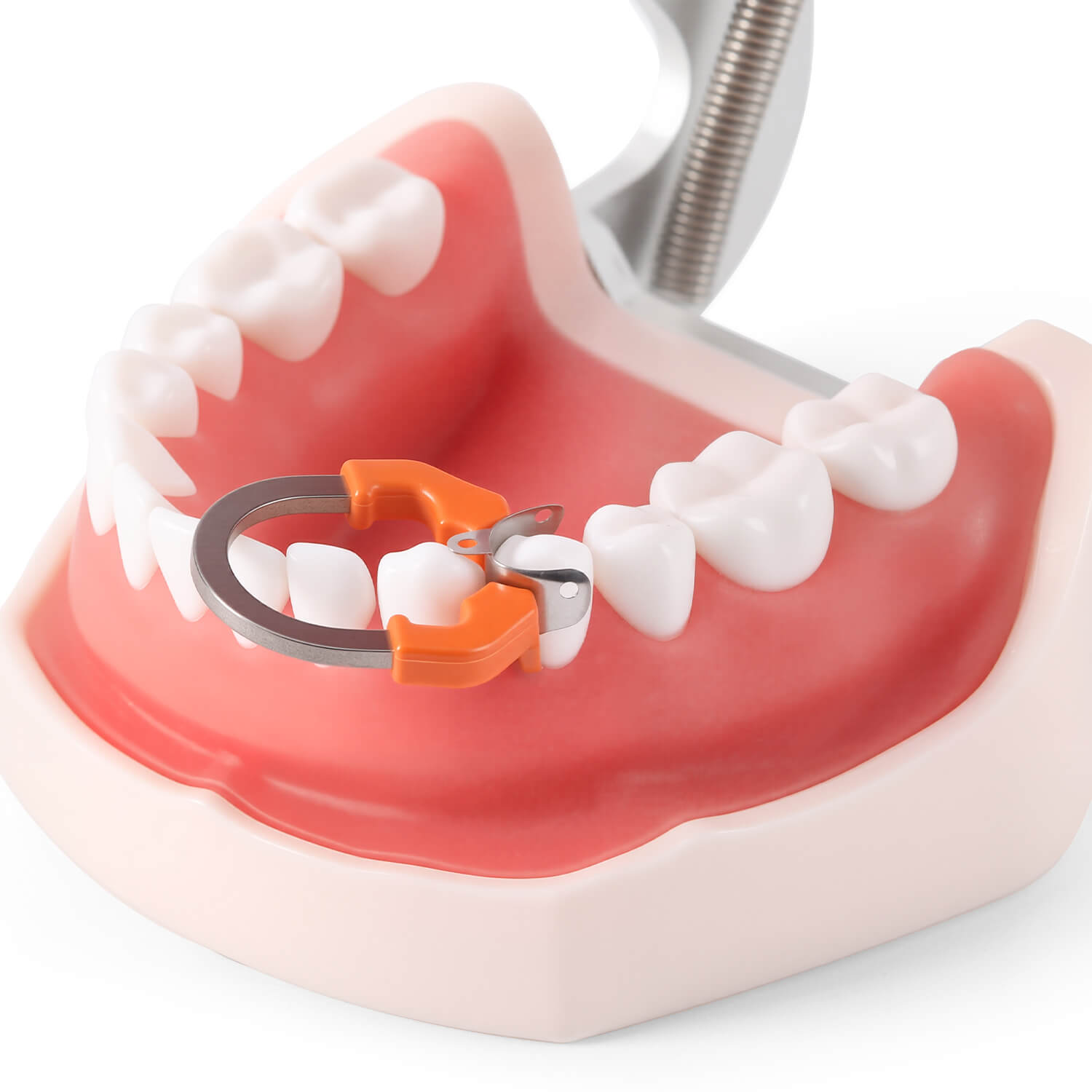 Dental Sectional Matrix System Sectional Contoured Matrix Bands 50Pcs and Clamping Ring 1Pc Kit - azdentall.com