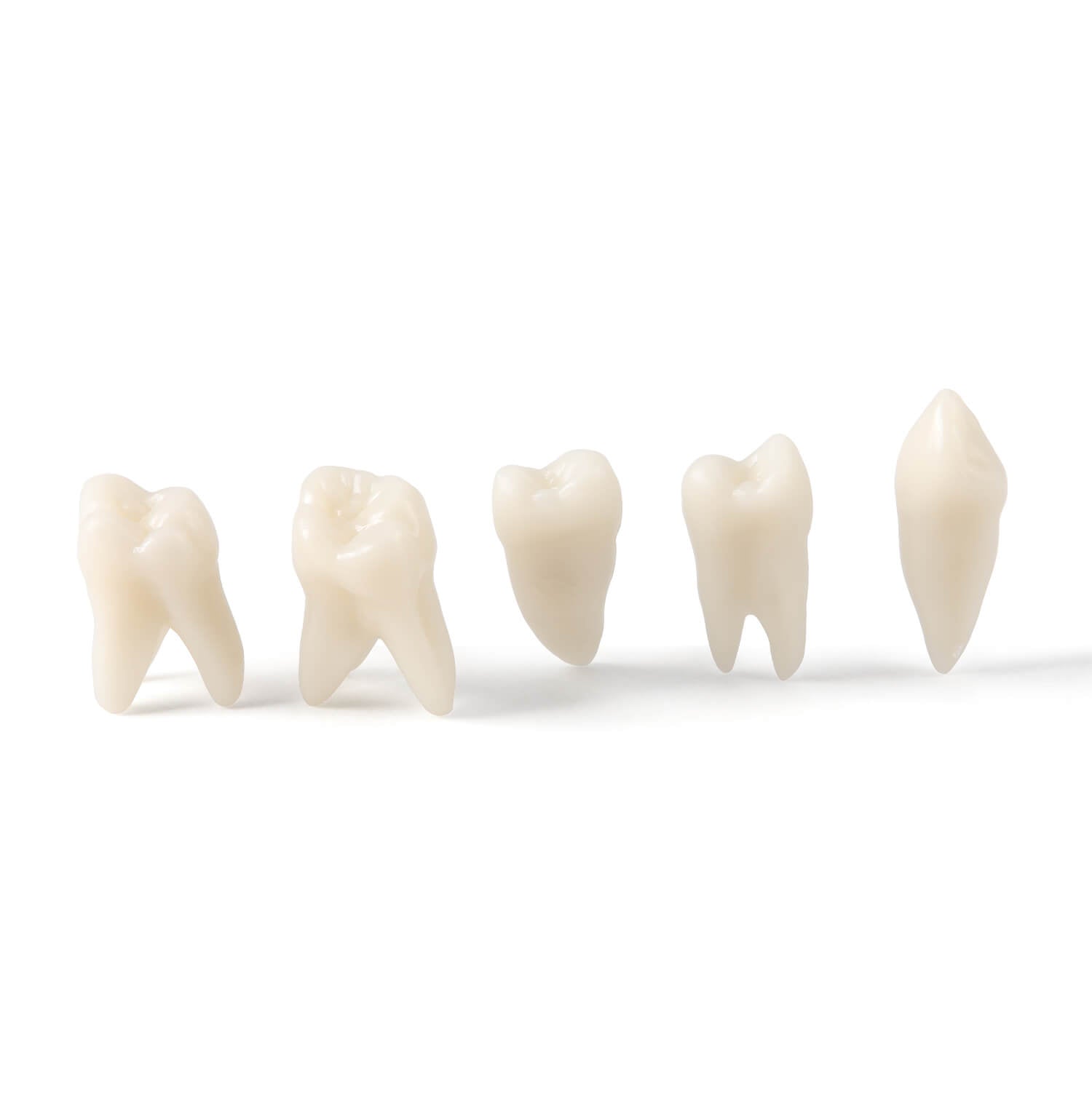 Dental Adults 28-Tooth Standard Extraction Model Detachable Teaching Teeth Tool - azdentall.com