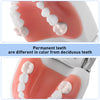 Dental Resin Training Typodont Teeth Model 24 Primary Teeth with Removable Teeth - azdentall.com