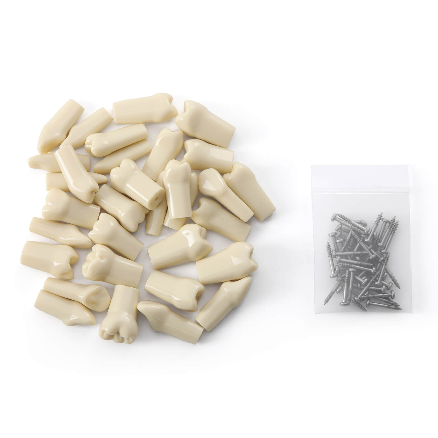 Dental Model Typodont 32Pcs Standard Resin Replacement Teeth with Screws Set - azdentall.com