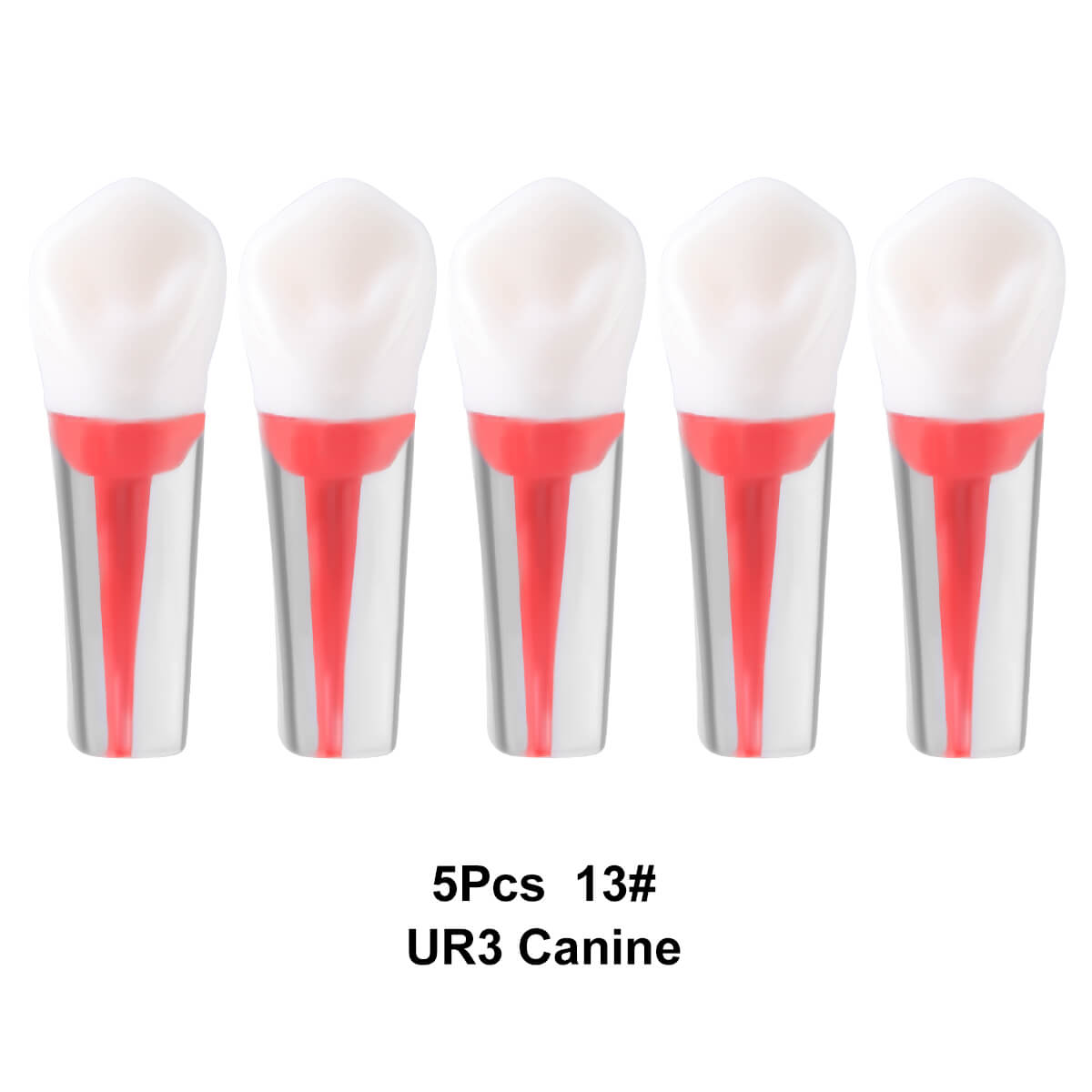 Dental Endo Teeth Model Transparent Root Canal Practice Block RCT Pulp Cavity Study Training Teaching - azdentall.com