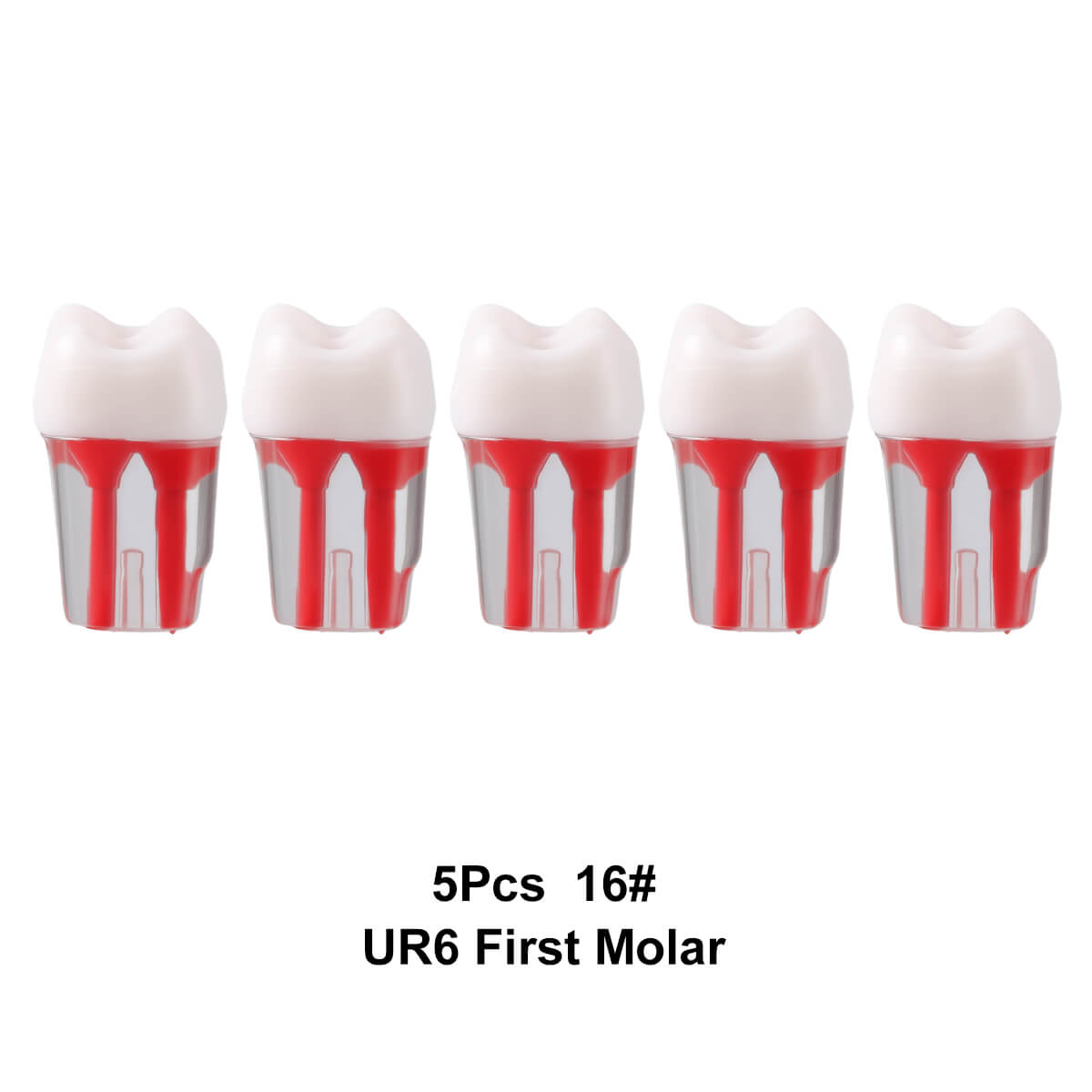 Dental Endo Teeth Model Transparent Root Canal Practice Block RCT Pulp Cavity Study Training Teaching - azdentall.com