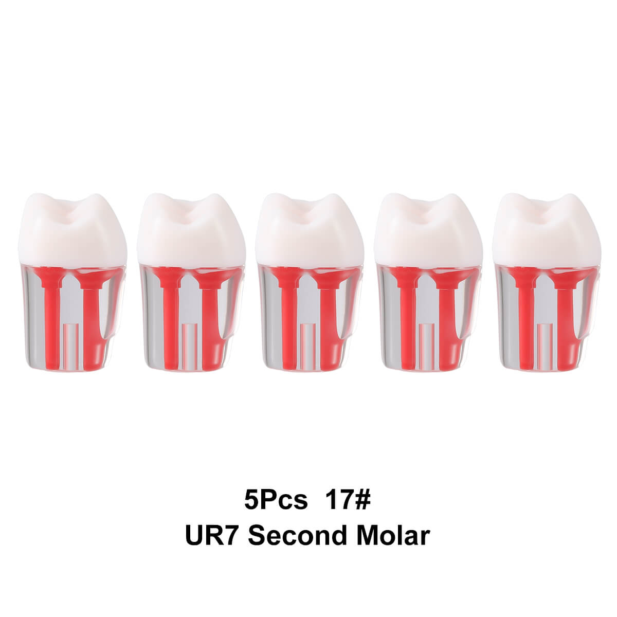 Dental Endo Teeth Model Transparent Root Canal Practice Block RCT Pulp Cavity Study Training Teaching - azdentall.com