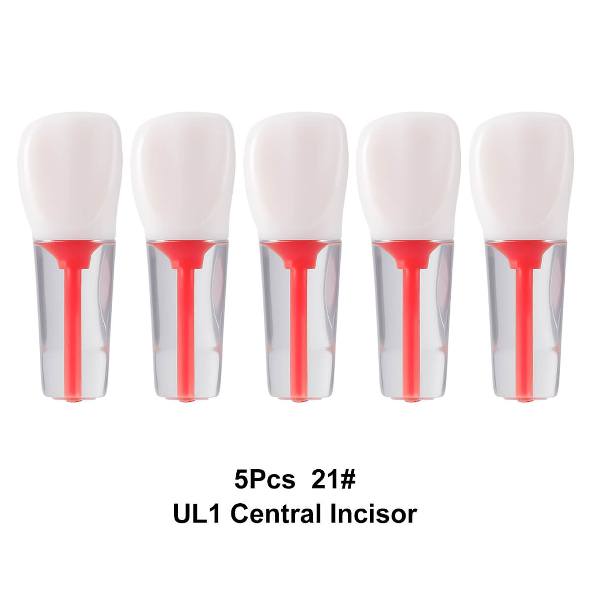 Dental Endo Teeth Model Transparent Root Canal Practice Block RCT Pulp Cavity Study Training Teaching - azdentall.com
