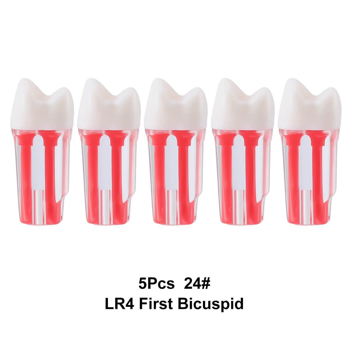 Dental Endo Teeth Model Transparent Root Canal Practice Block RCT Pulp Cavity Study Training Teaching - azdentall.com