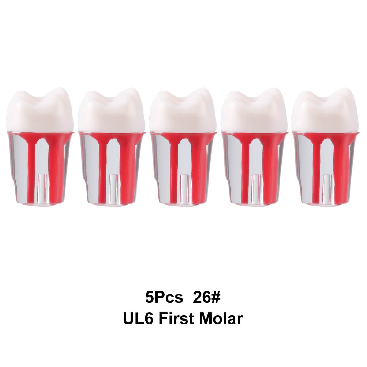 Dental Endo Teeth Model Transparent Root Canal Practice Block RCT Pulp Cavity Study Training Teaching - azdentall.com