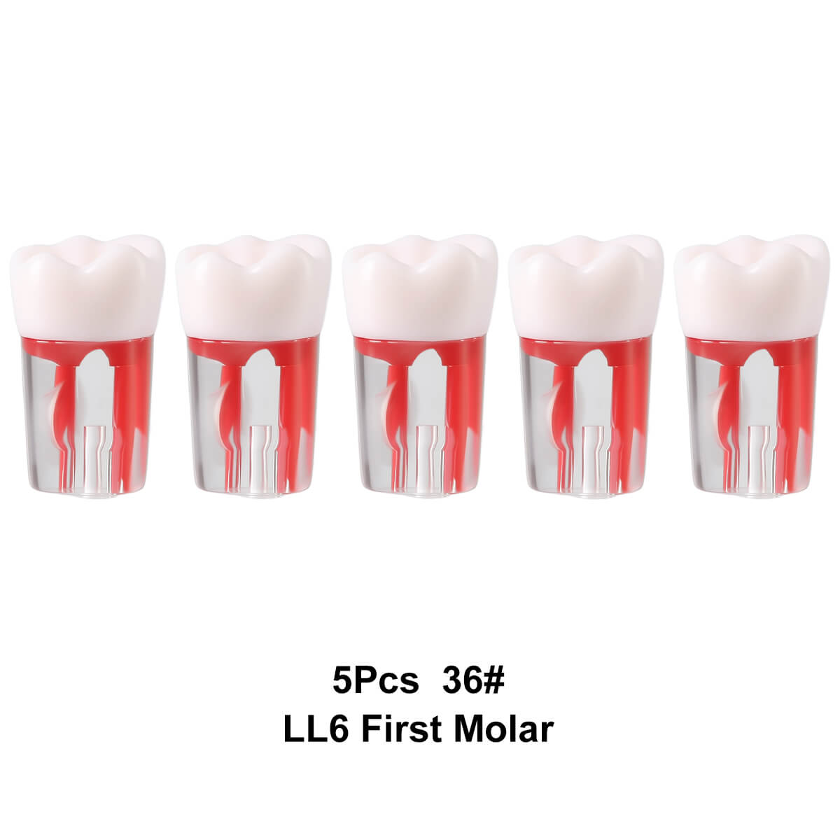 Dental Endo Teeth Model Transparent Root Canal Practice Block RCT Pulp Cavity Study Training Teaching - azdentall.com